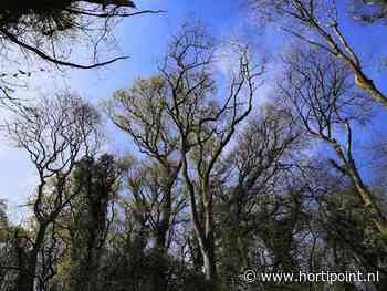 Glucosiden helpen tegen Chalara, maar maken essen vatbaarder voor essenprachtkever - Vakblad voor de Bloemisterij