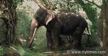 ‘Cemetery’ Review: Elephant Walk