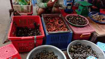 Zoonosis Threat: Urgent Call for More Effective Wildlife Trade Legislation in Wake of COVID-19