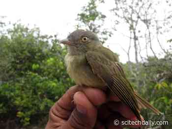 Birds Play by Different Evolutionary Rules in the Amazon’s “Sand Forests”