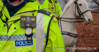 Police horse riders to wear body cameras to catch drivers putting them at risk