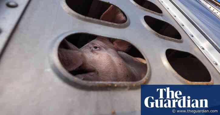 'Some of the darkest places in the world': Joaquin Phoenix on a photobook about slaughterhouses