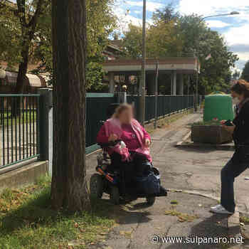 Soliera, il Comune taglia 13 alberi da via Matteotti - SulPanaro