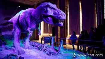 Dinosaurs would have continued to thrive had it not been for the asteroid, researchers say