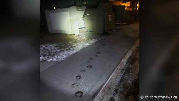 Greasy paw prints prompt Town of Banff to issue bear-related warning