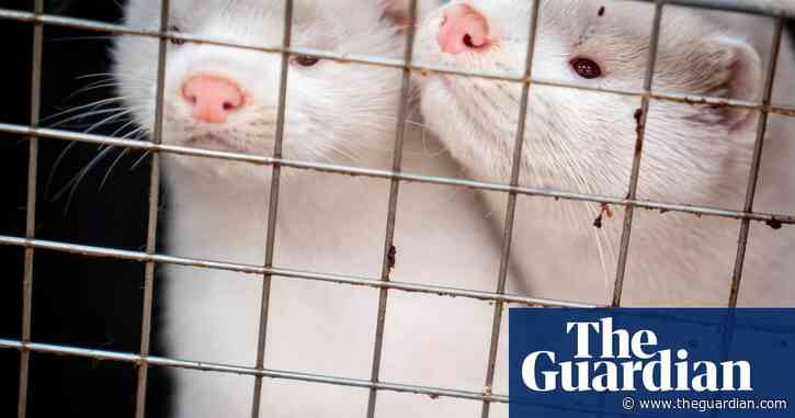 Covid-19 mink variants discovered in humans in seven countries