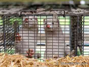 Hamers: Canada's mink farms should be shut down over potential COVID link