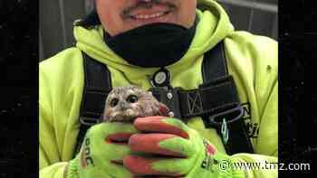 Baby Owl Found in Rockefeller Christmas Tree Doing Well