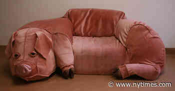 Pig Couch on Craigslist: The Full Story