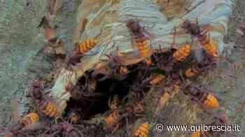 Iseo: nido di calabroni nella canna fumaria, cinque intossicati - QuiBrescia.it