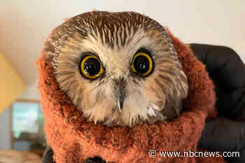 Tiny owl rescued from Rockefeller Center Christmas tree that traveled 170 miles to NYC