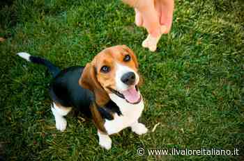 Per quale motivo il cane mangia l'erba e quando c'è da preoccuparsi - Il Valore Italiano