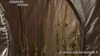 Aveva in camera da letto due serre per coltivare "erba": denunciato 30enne - piacenzasera.it