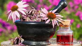 Echinacea: l’erba officinale che aiuta il sistema immunitario - TGCOM