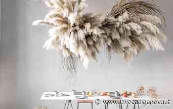 L'erba della pampas in casa: un decoro di effimera leggerezza - LaVoceDiGenova.it