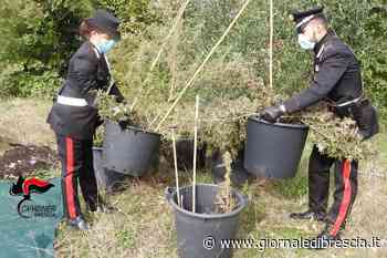 L'«erba» del vicino è sempre più verde ma illegale: 5 nei guai - Giornale di Brescia