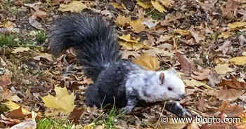 People in Toronto keep spotting a majestic black and white squirrel - blogTO
