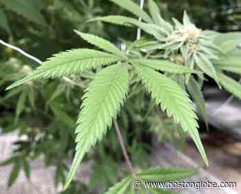 Legal marijuana in Rhode Island? What a difference a massive budget deficit can make - The Boston Globe