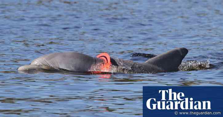 Endangered animals get entangled in plastics that riddle US oceans – study