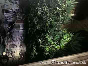 £1m cannabis farm found by police at North Circular address