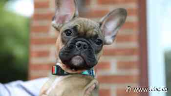 Buyer beware: Ottawa fails to track thousands of puppies, some carrying diseases, imported to Canada each year