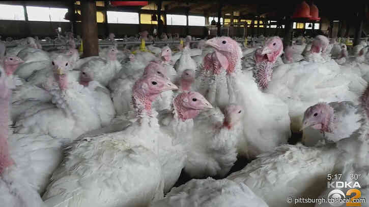 COVID-19 In Pennsylvania: Pounds Turkey Farm Feeling Impact Of Pandemic Ahead Of Thanksgiving