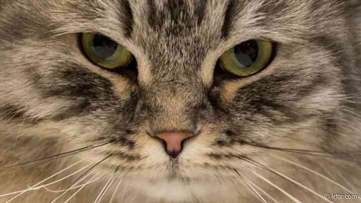 The cat's meow: New app helps cat owners decipher what their pet is saying
