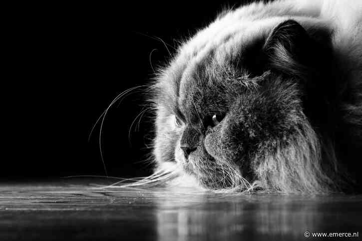 97 procent terugkerende klanten voor Zooplus