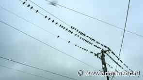 De nieuwe positionering van Nysingh