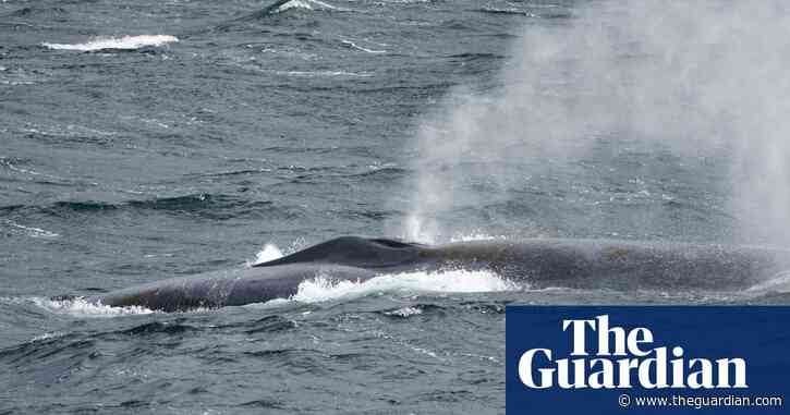 Blue whale sightings off South Georgia raise hopes of recovery