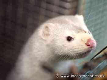 Video shows mink pulled from cages and thrown ‘like rubbish’ into gas chambers on Dutch fur farms