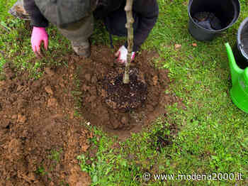 Sasso Marconi, piantumazione di 50 nuovi alberi nei parchi cittadini - Modena 2000