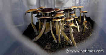 Pot Legalization Hits an Unlikely Snag: ‘Magic’ Mushrooms