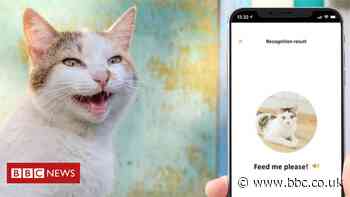 MeowTalk: Alexa developer’s app to translate cat’s miaow