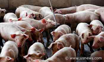 Court Upholds Nuisance Verdicts Against Hog-Production Giant
