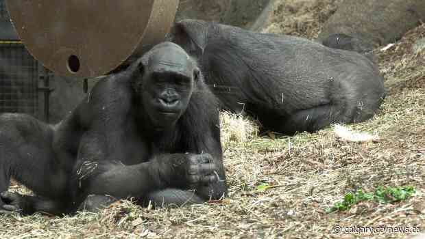 Recycled cell phones help save gorilla habitat