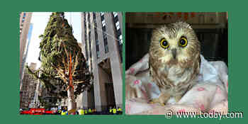 Stowaway owl discovered in Rockefeller Center Christmas tree, 170 miles from home