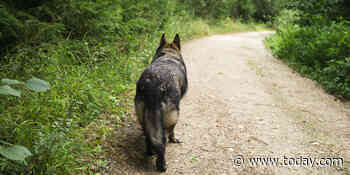 Homeward bound: One dog’s accidental escape from Canada and back