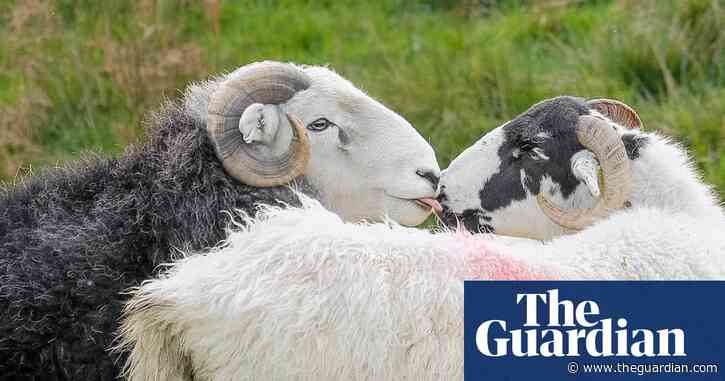 Country diary: the farming year begins with a bang for the ewes