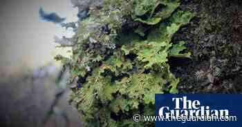 National Trust steps in to rescue rare English lichen