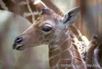 Memphis Zoo names newborn giraffe 'Ja Raffe' after Grizzlies star Ja Morant