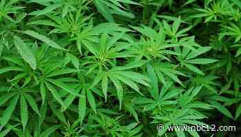 With legalization on the table, medical marijuana producers push to loosen restrictions - WWBT NBC12 News