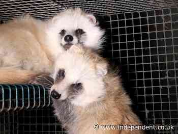 It’s not just mink: Foxes and raccoon dogs on fur farms ‘may infect humans with coronaviruses’, scientists warn