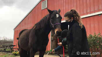 New Jersey sanctuary rescues retired racehorses from slaughter