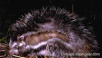 Rabbit-sized poisonous rats leverage the same toxins as poison arrows