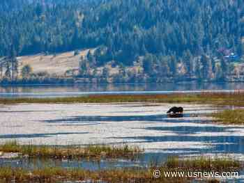 Hunting in Idaho Increases as People Seek Refuge From Virus