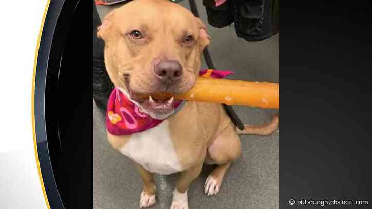 Ohio Animal Shelter’s Longest-Term Resident Finally Finds Forever Home