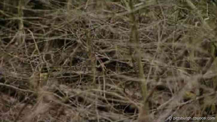Pa. Game Commission Seeking Information After Warden Struck By Utility Terrain Vehicle