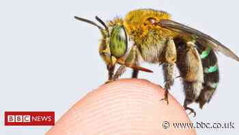 Global map of bees created in conservation first
