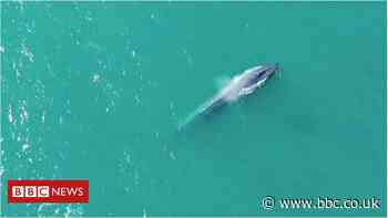 Blue whales have 'rediscovered' South Georgia